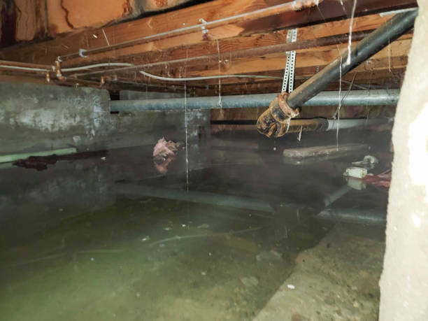 Best Fire Damage Restoration  in Pierce City, MO