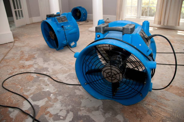 Best Professional water damage repair  in Pierce City, MO